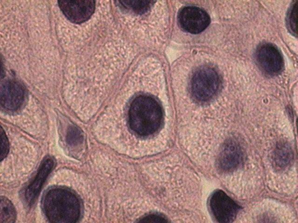 препарат клетки. гепатоциты гистология препарат. препарат общая морфология клетки печень аксолотля. клетки печени тритона препарат 3. митотическое деление растительной клетки гистология.